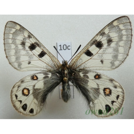 Parnassius cephalus subsp. micheli Weiss, 1992 male China10c